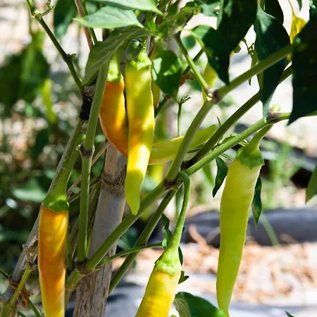 Made Of Blue Luxury Collection *