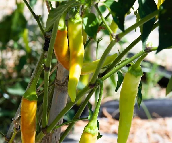 Made Of Blue Luxury Collection *